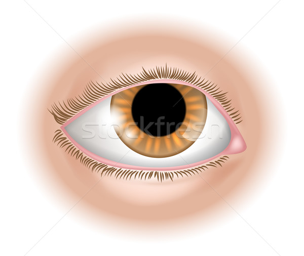 Eye body part illustration Stock photo © Krisdog