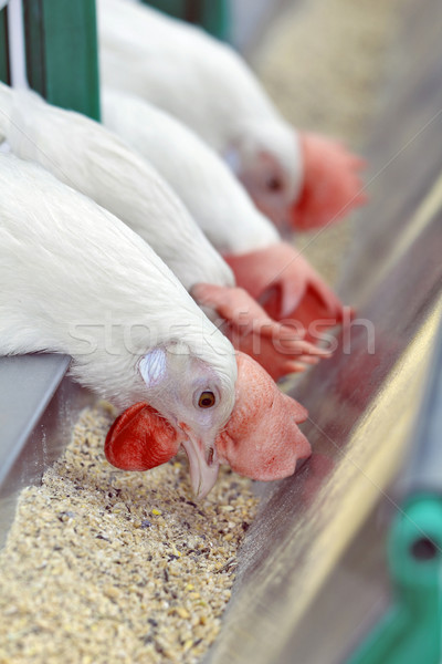 Blanche quatre oiseau ferme tête agriculture Photo stock © krugloff