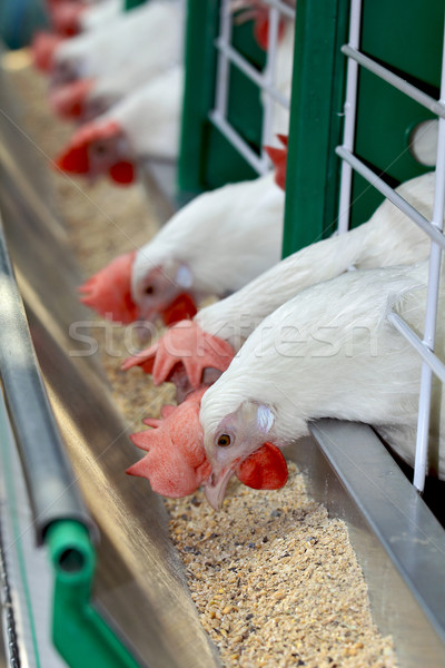 Blanche oiseau ferme tête agriculture profile [[stock_photo]] © krugloff