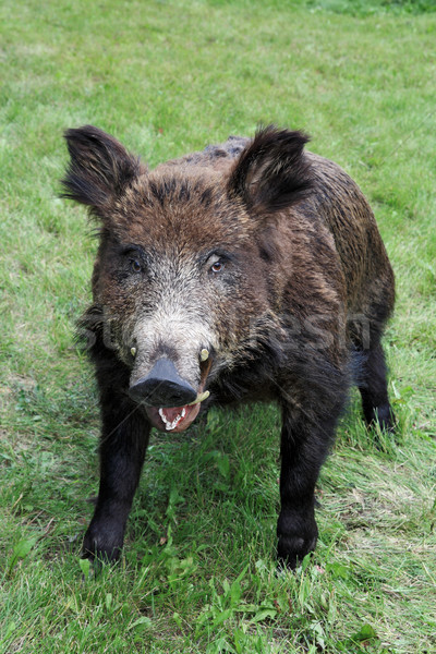 Sauvage sanglier épouvantail herbe porc [[stock_photo]] © krugloff