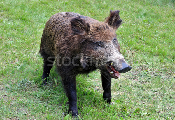 Sauvage sanglier épouvantail herbe nature porc Photo stock © krugloff