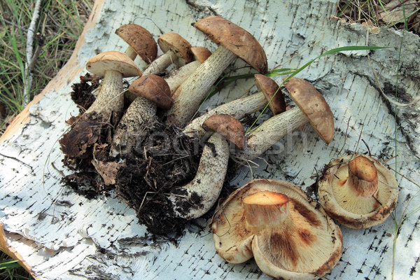 Champignons bois pièce bouleau écorce alimentaire [[stock_photo]] © krugloff