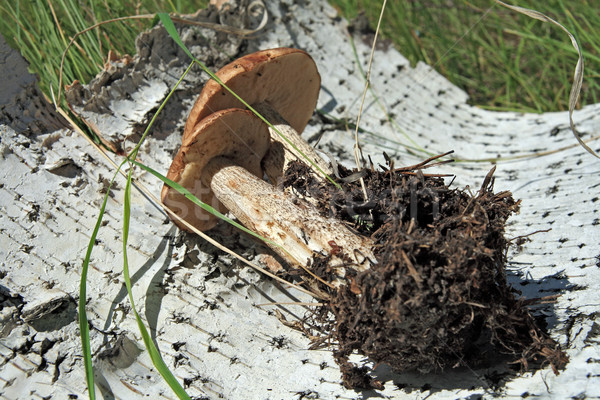 Kahverengi kapak bir mantar türü iki mantar parça Stok fotoğraf © krugloff