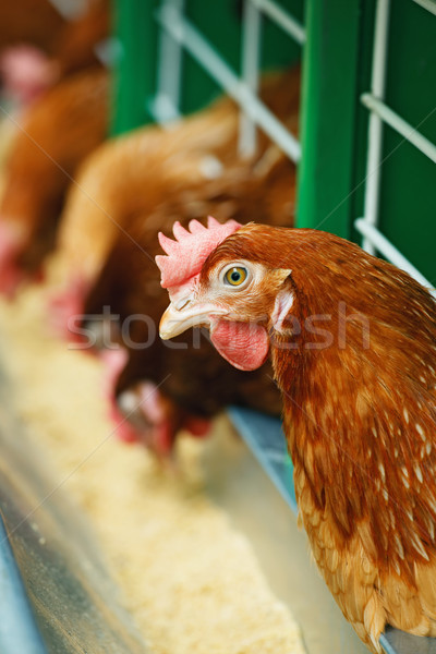 [[stock_photo]]: Rouge · poulet · manger · volaille · ferme