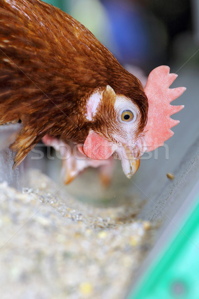 Poulet oiseau ferme rouge tête agriculture Photo stock © krugloff