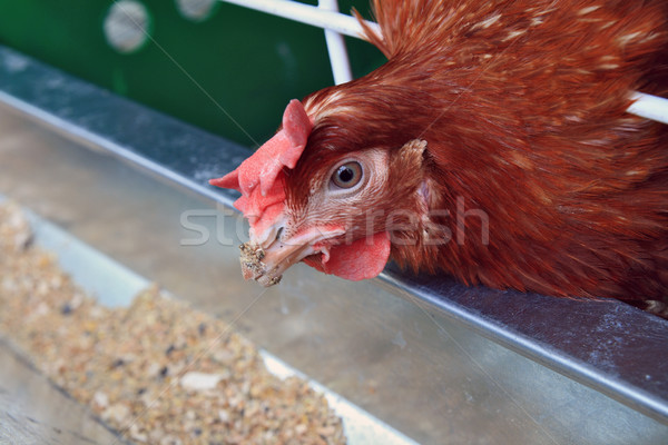 Hens near a feeding trough  Stock photo © krugloff