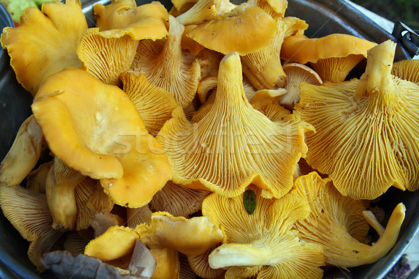 Chanterelle Mushrooms Stock photo © krugloff