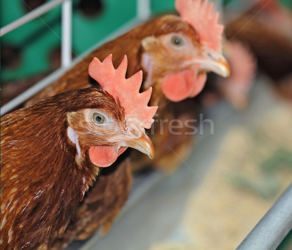 Stok fotoğraf: Kırmızı · kuş · tavuk · çiftlik · tarım · profil