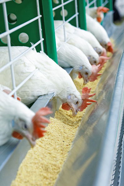 A few white chickens in a row are fed Stock photo © krugloff