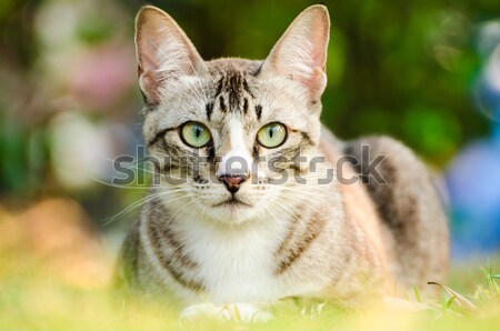 Tabby Cat Stock photo © kttpngart