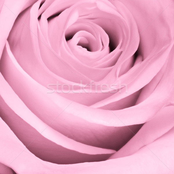 Petali texture rosa natura Foto d'archivio © kubais