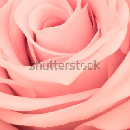 multicolor rose Stock photo © kubais