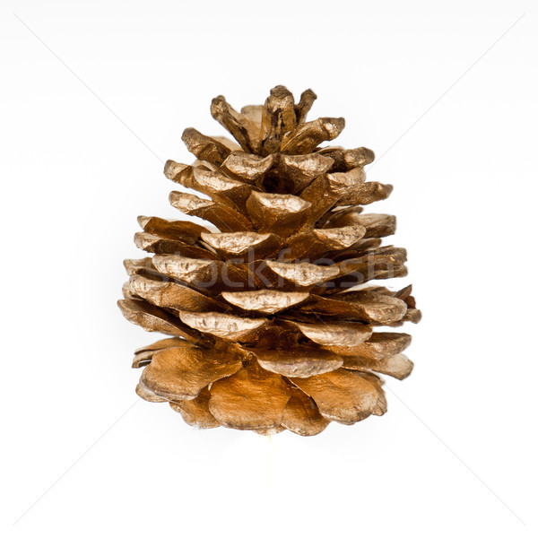 pine cone Stock photo © kubais