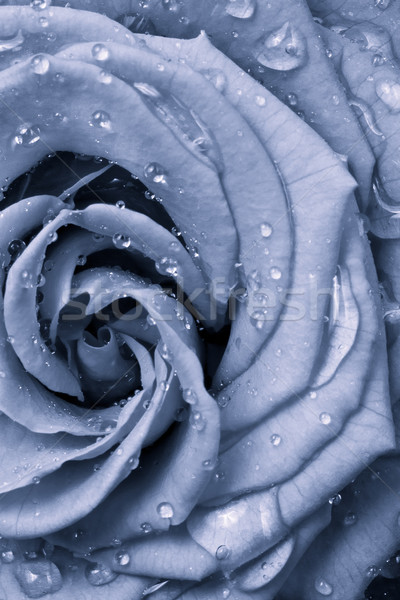 blue rose Stock photo © kubais