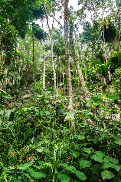 雨林 島 セイシェル 春 森林 自然 ストックフォト © kubais