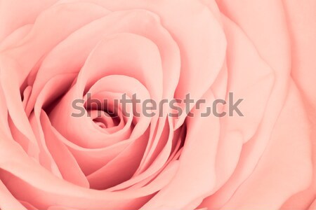 multicolor rose Stock photo © kubais