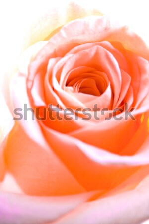 multicolor rose Stock photo © kubais