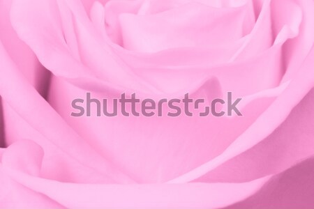 Stock foto: Blütenblätter · Blume · Textur · Liebe