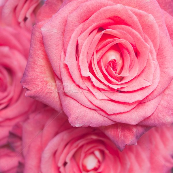 Stock photo: rose bouquet