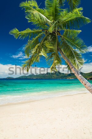 Stock photo: tropical beach with palm