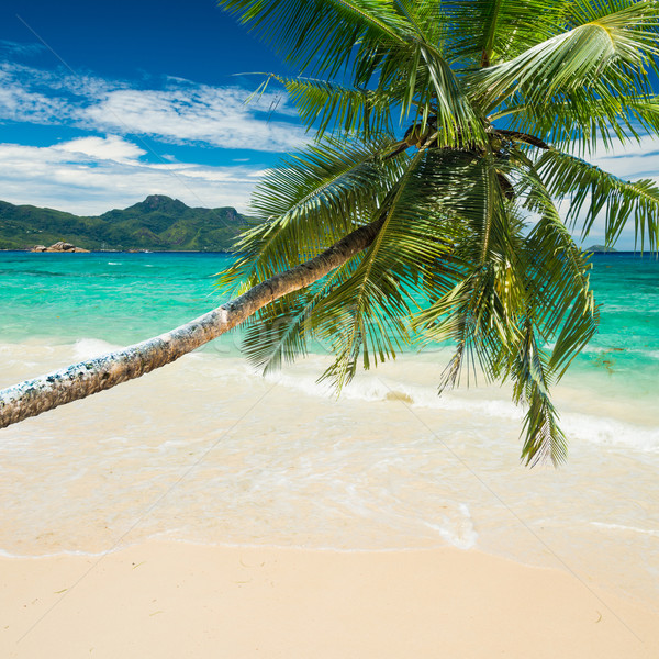 Stock photo: tropical beach with palm