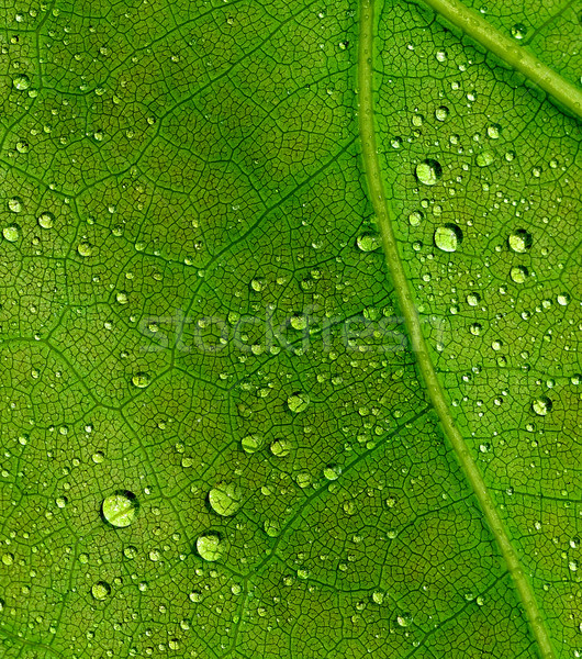 Belo folha natureza verde macro Foto stock © kuligssen