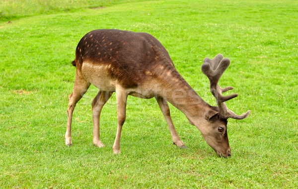 fallow deer Stock photo © kuligssen