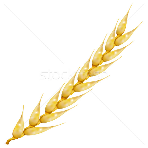Photo realistic ear of wheat, vector illustration. Stock photo © kup1984