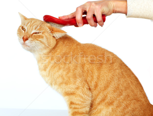 Rot Katze Pinsel Porträt isoliert weiß Stock foto © Kurhan