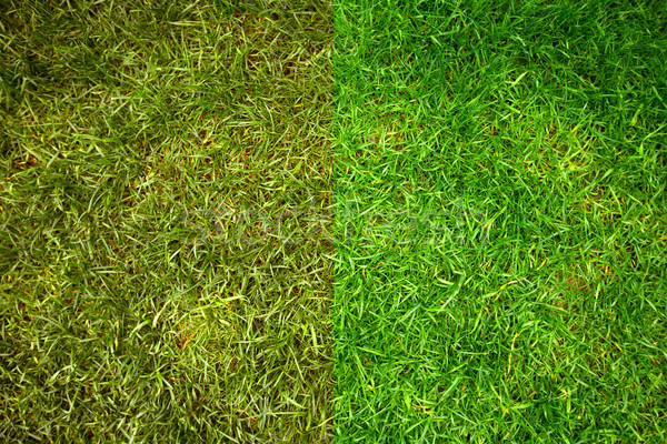 Green grass. Stock photo © Kurhan