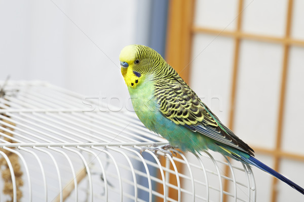 Muhabbetkuşu yeşil sarı oturma kafes ev Stok fotoğraf © Kurhan