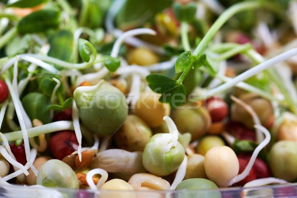 Micro greens salad. Stock photo © Kurhan
