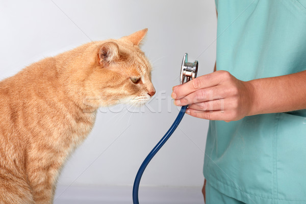 Foto d'archivio: Veterinario · medico · cat · veterinaria · clinica · medico