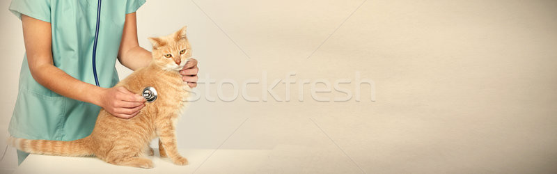 Veterinarian doctor with cat in veterinary clinic. Stock photo © Kurhan