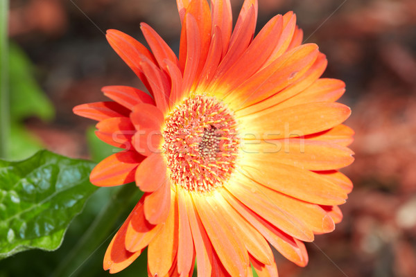 Flor · naranja · jardín · de · flores · jardinería · primavera · jardín -  foto stock © Kurhan (#7086261) | Stockfresh