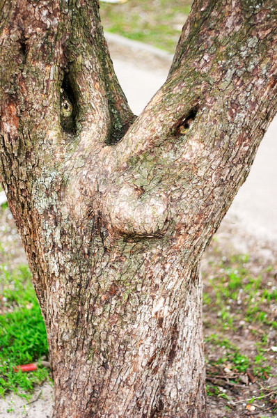 tree  Stock photo © Kurhan