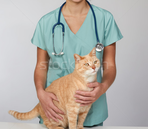 állatorvos orvos macska állatorvosi klinika orvos Stock fotó © Kurhan