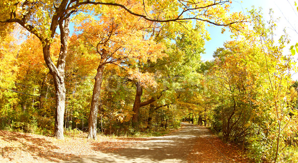 Yellow autumn trees in the park Stock photo © Kurhan