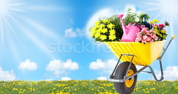 Jardinagem carrinho de mão flores blue sky grama trabalhar Foto stock © Kurhan