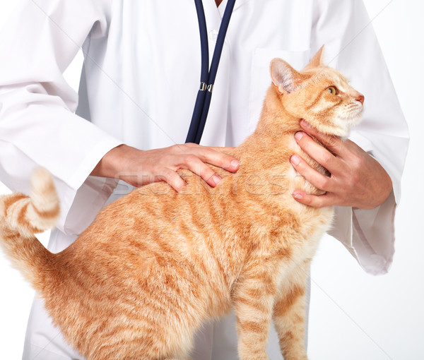 Ginger cat with veterinarian doctor. Stock photo © Kurhan