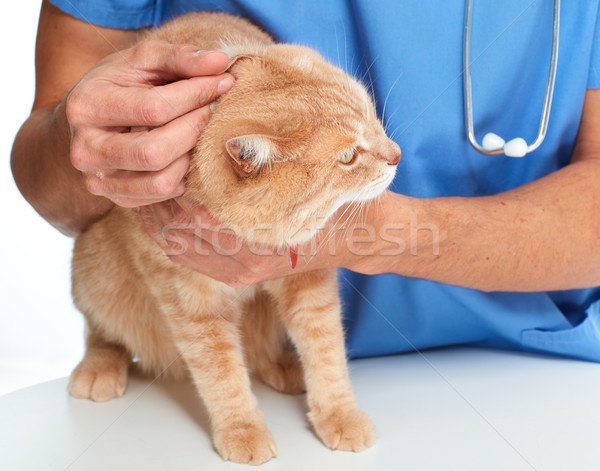 Cat and veterinarian doctor Stock photo © Kurhan