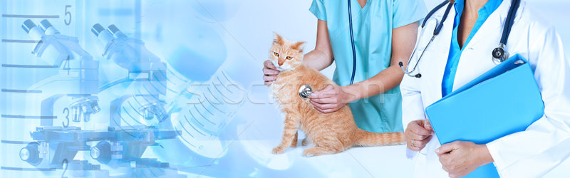 Veterinarian doctor with cat in veterinary clinic. Stock photo © Kurhan