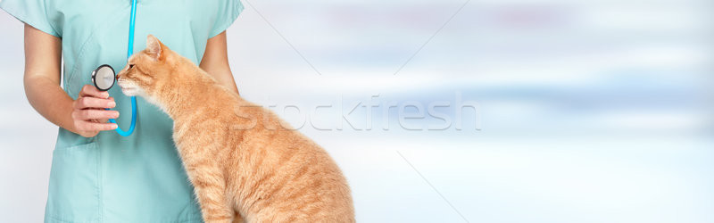 Veterinarian doctor with cat in veterinary clinic. Stock photo © Kurhan