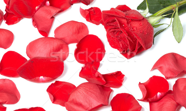 Stok fotoğraf: Kırmızı · gül · güzel · çiçek · tebrik · kartı · sevmek · gül
