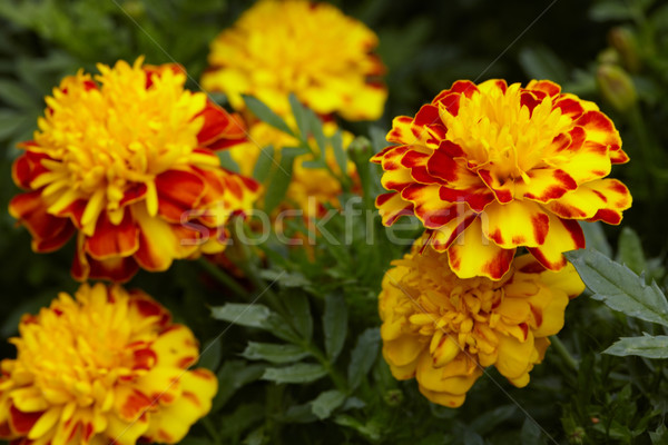 Marigold flowers. Stock photo © Kurhan