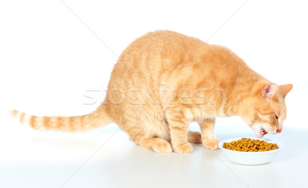 Kedi yeme gıda kırmızı yalıtılmış beyaz Stok fotoğraf © Kurhan