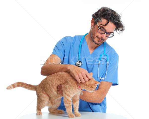 Stock photo: Veterinarian doctor with cat.