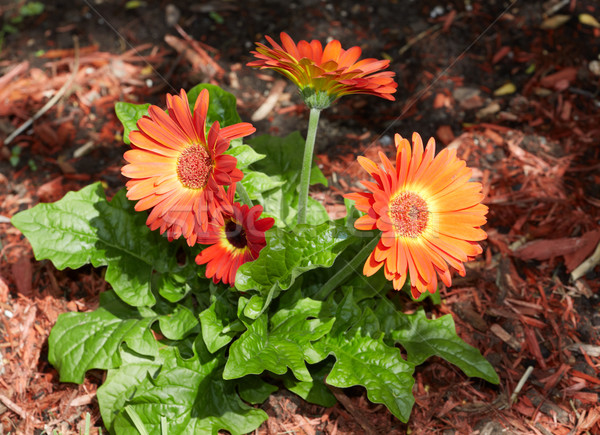 Stock photo: Gerbera flower.