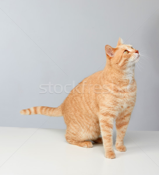 Kedi sevimli turuncu portre hayvan Stok fotoğraf © Kurhan