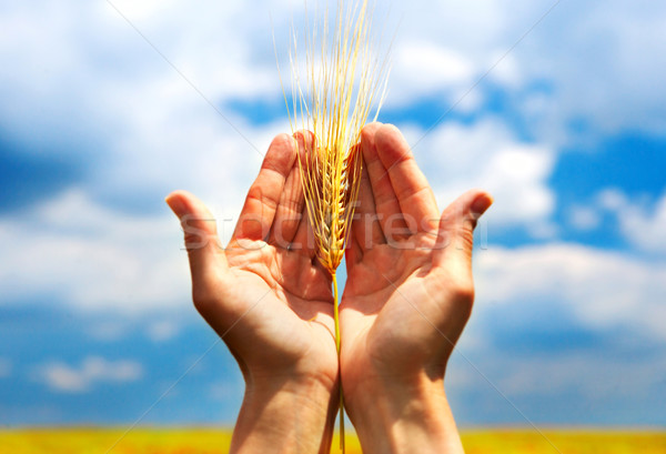 Spikelets Stock photo © Kurhan